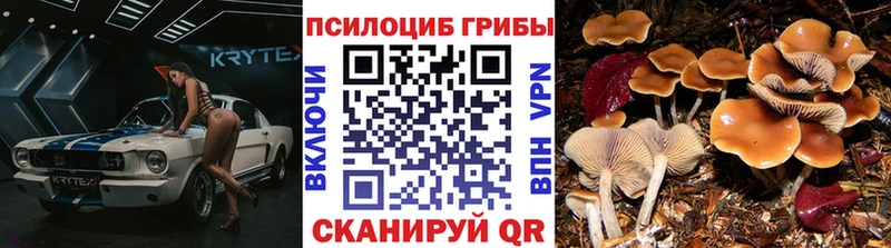 наркошоп  Торопец  Псилоцибиновые грибы Cubensis 